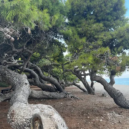 ξυλοκαστρο σπίτι δίπλα στα πεύκα και τη θάλασσα! Apartment Xylokastro